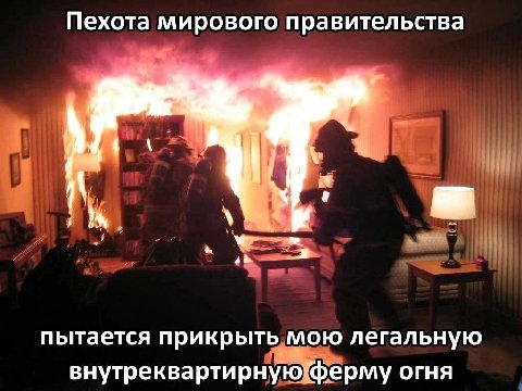 Пехота мирового правительства пытается прикрыть мою легальную внутреквартирную ферму огня
