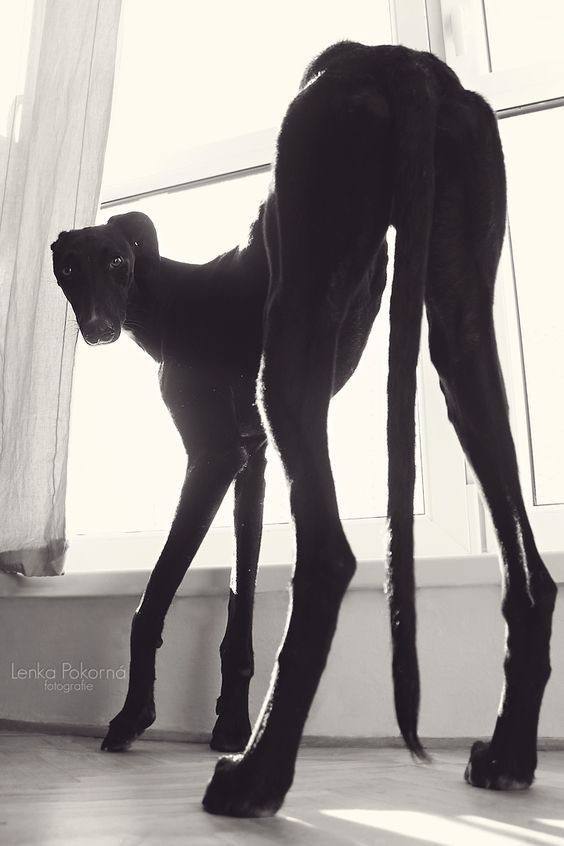 Lenka 4