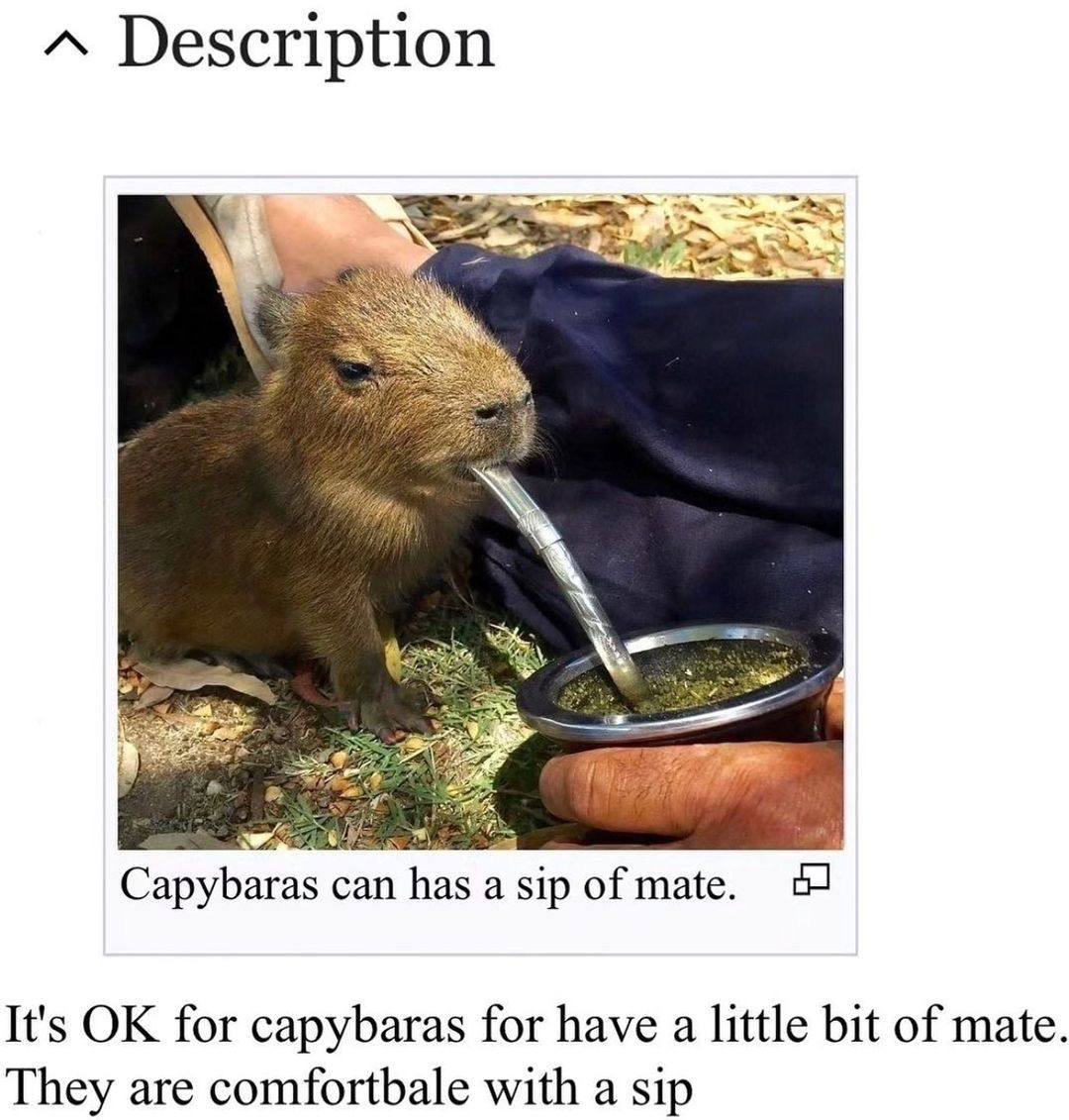 A Description aras can has a sip of mate. It's for capybaras for have a little bit of mate. They are comfortbale with a sip