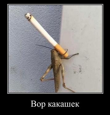 Вор какашек