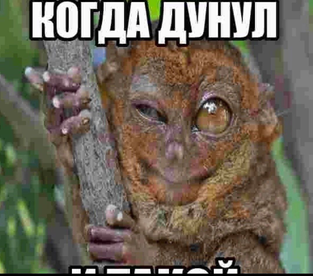 КОГДА ДУНУЛ