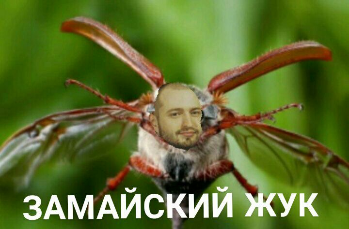 ЗАМАЙСКИЙ ЖУК