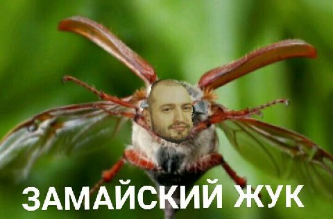 ЗАМАЙСКИЙ ЖУК