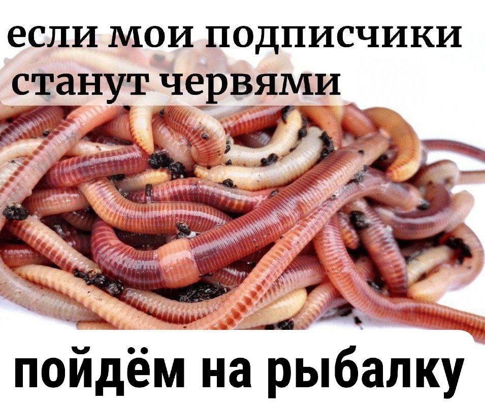 если мои подписчики станутч ервями рыбалку