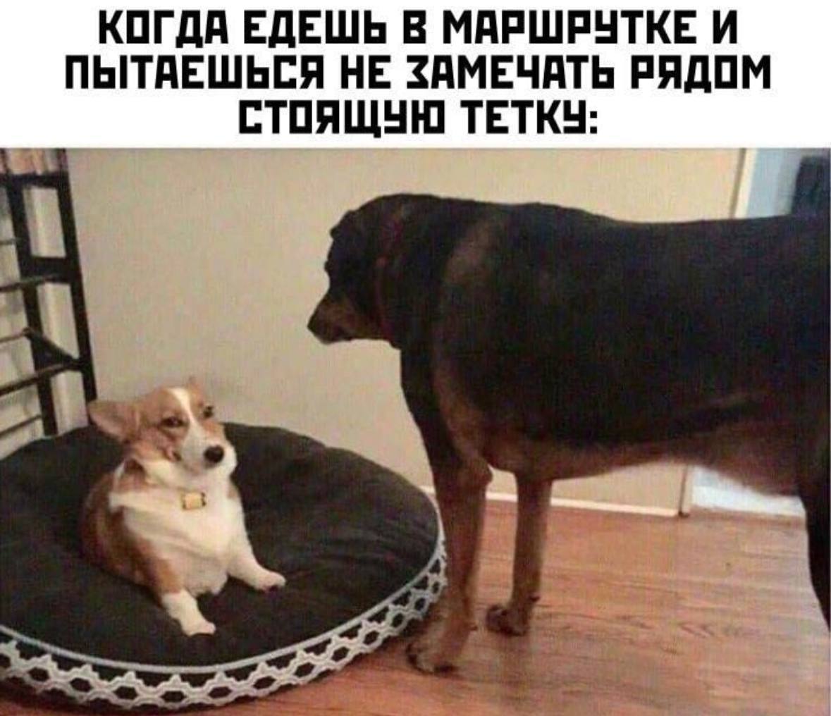 КОГДА ЕДЕШЬ В МАРШРУТКЕ И ПЫТАЕШЬСЯ НЕ ЗАМЕЧАТЬ РЯДОМ СТОЯЩУЮ ТЕТКУ: