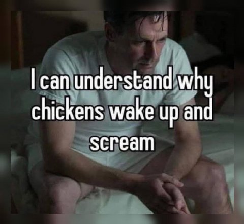can understand why chickens wake up and scream