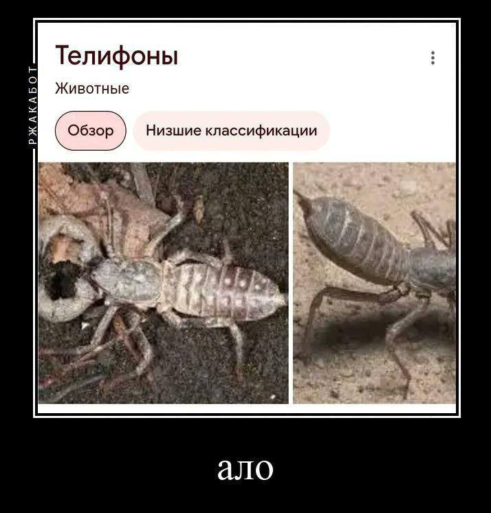 Телифоны Животные классификации 44 ало