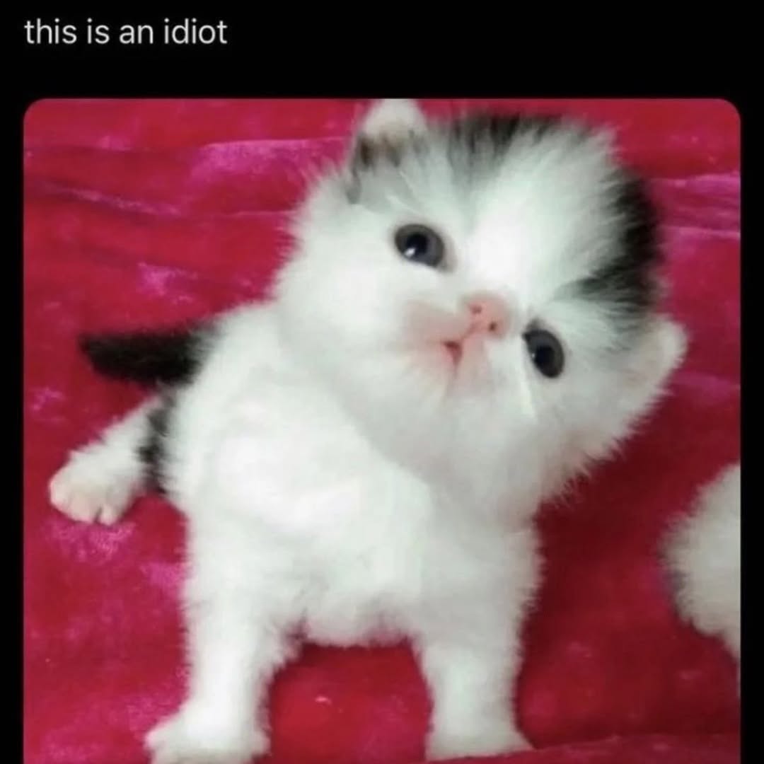 this is an idiot