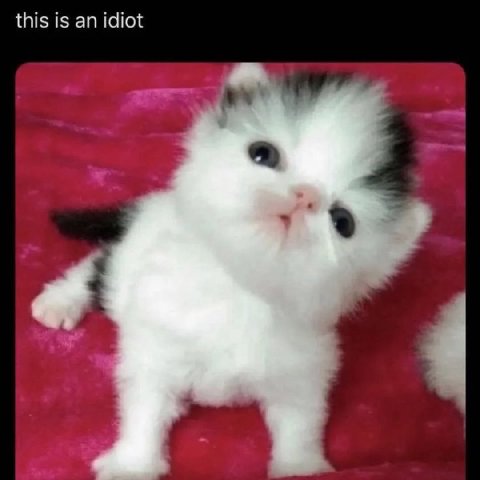this is an idiot