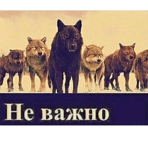 КАТЯ ЧЛЕНИНГ ЗАПОМНИ НАХУЙ