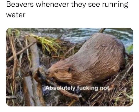 Beavers whenever they see running water 77. a Absolutely fucking not