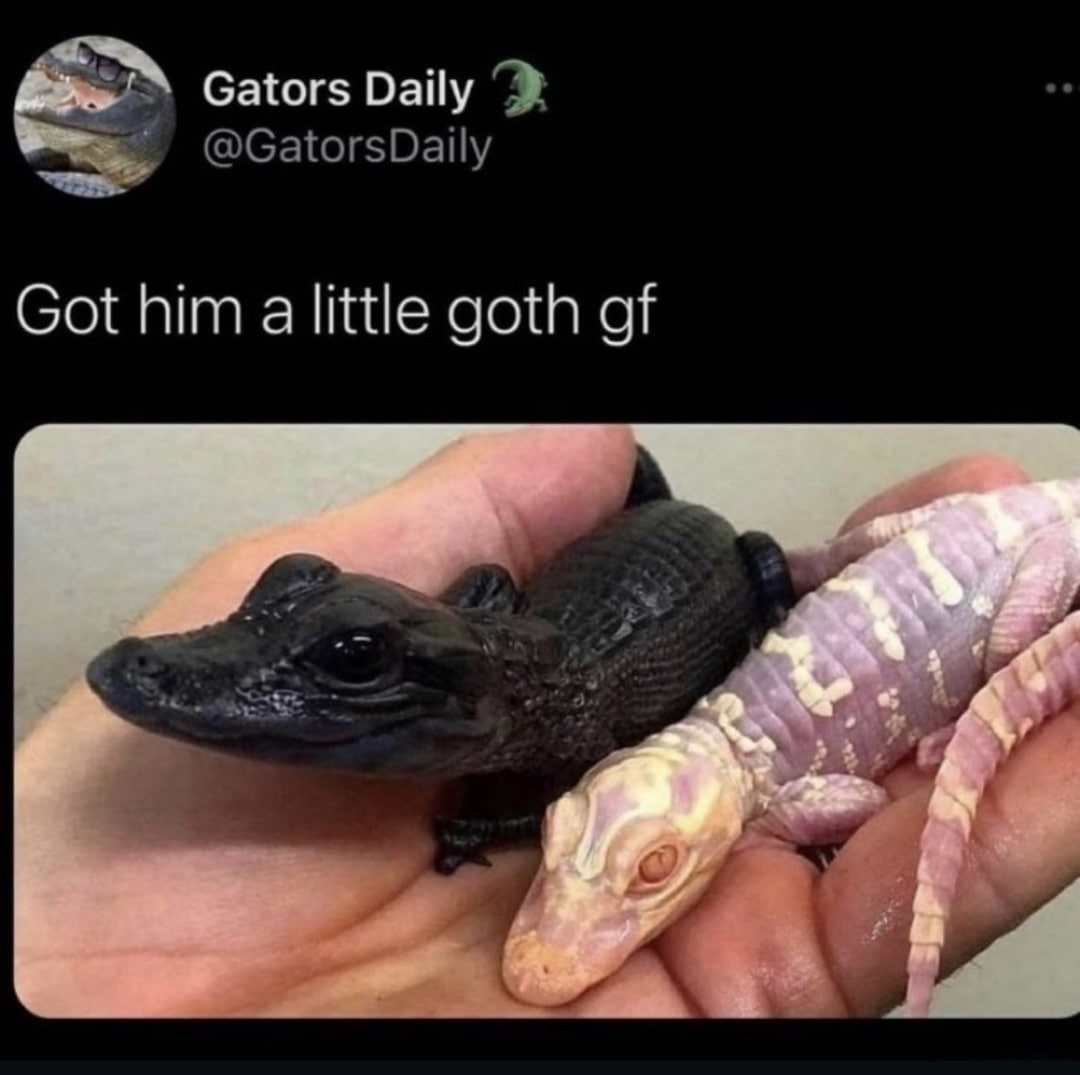 Gators Daily Got him alittle goth