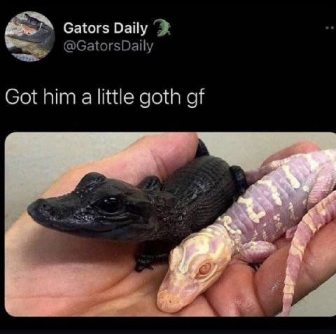 Gators Daily Got him alittle goth