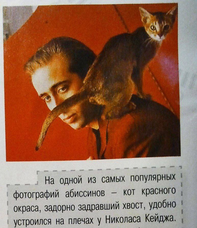 Кот на Кейдже посмотрите мне так это понравилось кот на Николаса сел. Вам не понравилось? Это вообще! Я как увидал мне вообще понравилась вот эта картинка. 
Представляете? Кот на Кейдже такой сидит: «