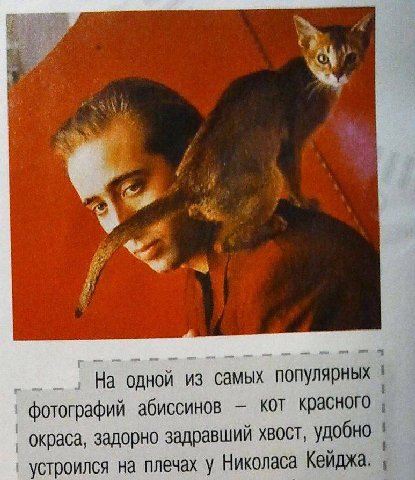 Кот на Кейдже посмотрите мне так это понравилось кот на Николаса сел. Вам не понравилось? Это вообще! Я как увидал мне вообще понравилась вот эта картинка. 
Представляете? Кот на Кейдже такой сидит: «