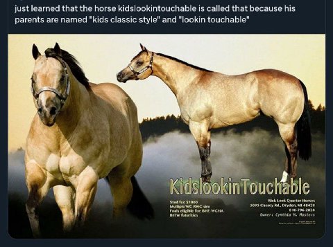 just learned that the horse kidslookintouchable is called that because his parents are named "kids classic style" and "lookin touchable" 4 Stud fee $1000 Rick Leck Quarter Horses Multiple RWC Foals el