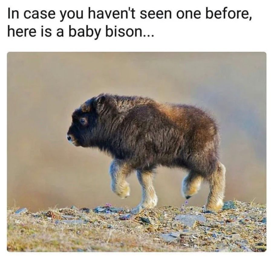 In case you seen one before, here is a baby bison...