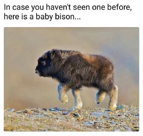 In case you seen one before, here is a baby bison...