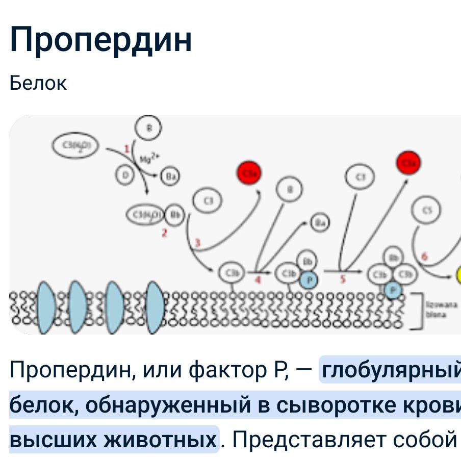 Пропердин Белок Пропердин, или фактор глобулярный белок, обнаруженный в сыворотке кров! высших животных. Представляет собой