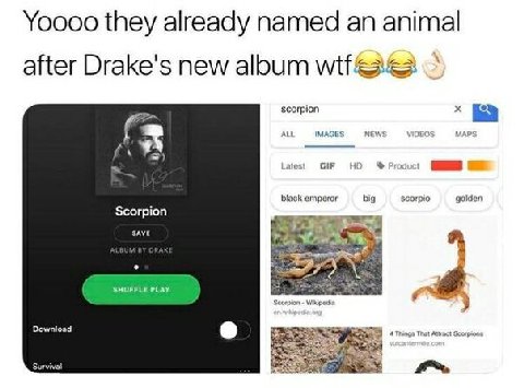 Yoooo they already named an animal after Drake's new абит scorpion ALL IMAGES NEWS VIDEOS MAPS Latest Product black emperor big Scorpio golden Scorpion к SAVE С 3 у Download 4 Things That Attract Scor