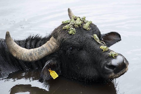 it's bullsday, my dudes
