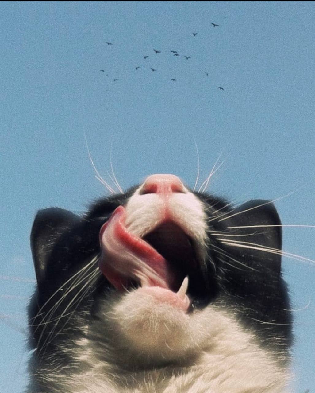 4 4 3 3