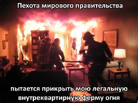 Пехота мирового правительства пытается прикрыть мою легальную внутреквартирную ферму огня