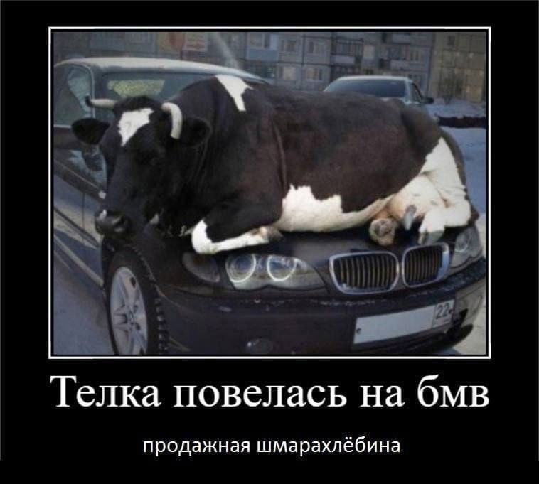 Телка повелась на бмв продажная шмарахлёбина