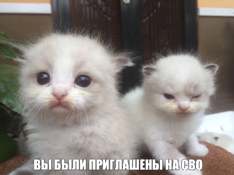 ВЫ БЫЛИ ПРИГЛАШЕНЫ