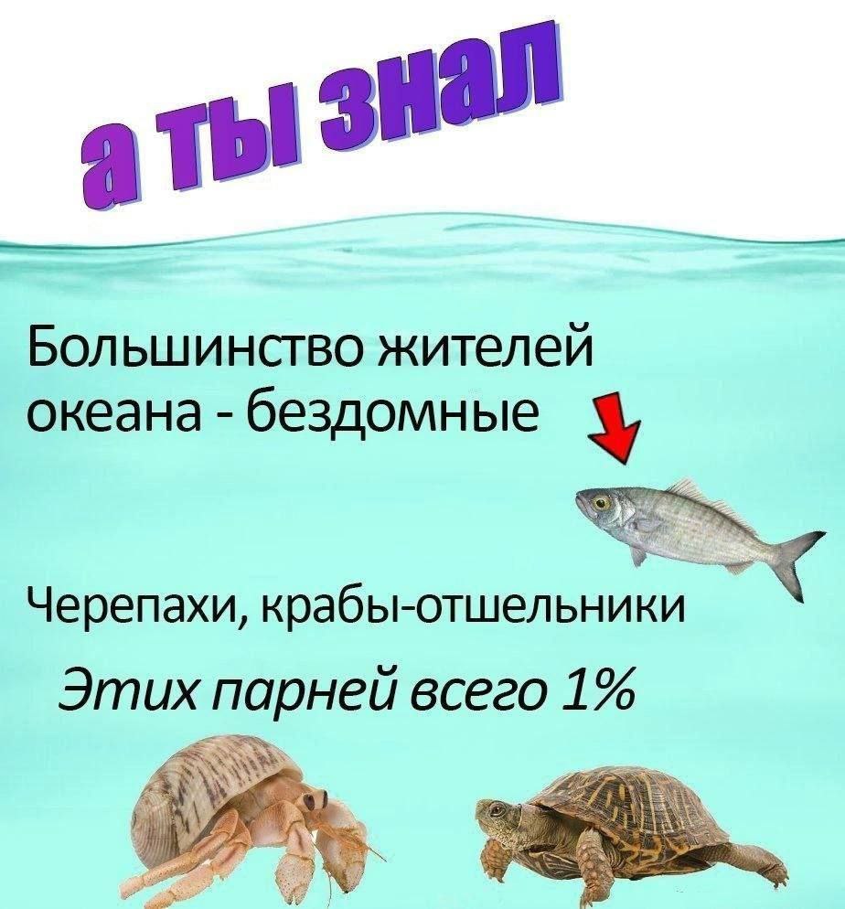 Большинство жителей океана бездомные у Черепахи, крабы-отшельники Этих парней всего 1%