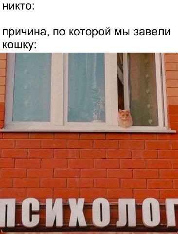 никто: причина, по которой мы завели кошку: