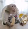 мем