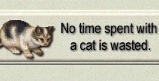 No time spent with a cat is wasted.