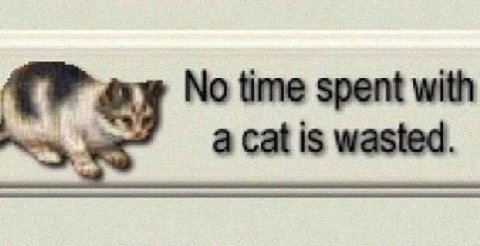 No time spent with a cat is wasted.