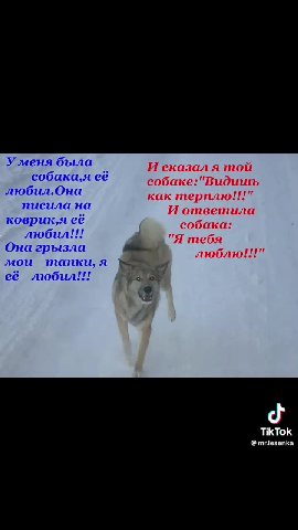 собака,я её собаке:"Видишь любил.Она как терплю!!!" писила на И ответила коврик‚,я ее собака: О грызла Я люблю!!!" SST LS И ответила коврик‚я её АЕ Она грызла $ 7 побн мои тапки, я 5