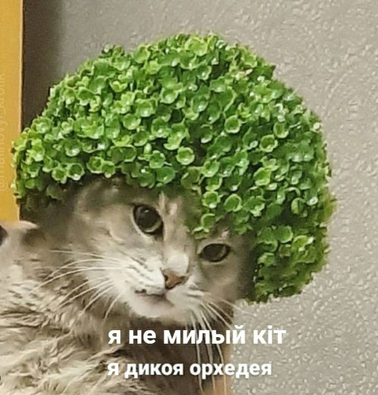 if не МИЛЫЙ я дикоя орхедея