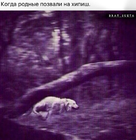 Когда родные позвали на хипиш. BRAT SUETA