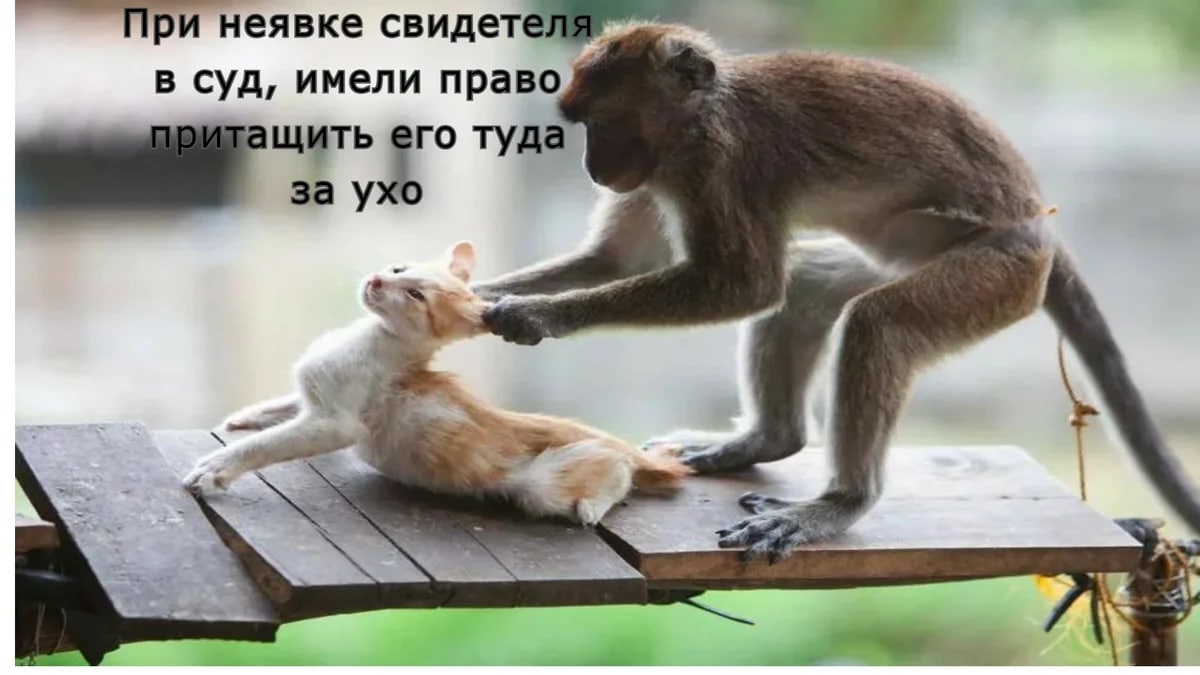 При неявке в суд, имели право туда A