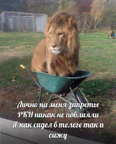 на меня запреты РИН никак не повлияли Я` как сидел 6 телеге так и сижу