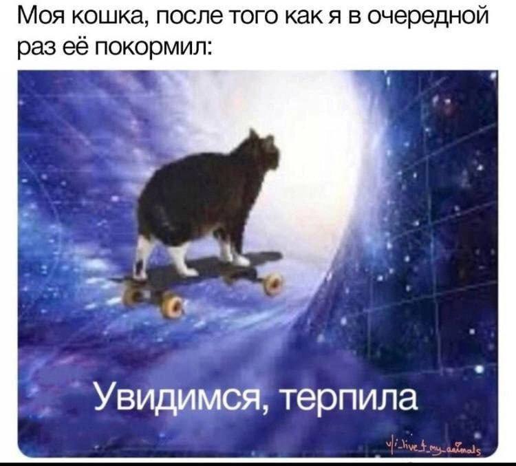 Моя кошка, после того как я в очередной раз её покормил: Увидимся, терпила