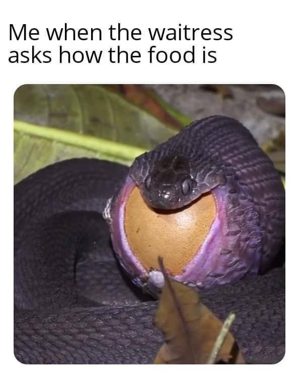 when the waitress asks how the food is