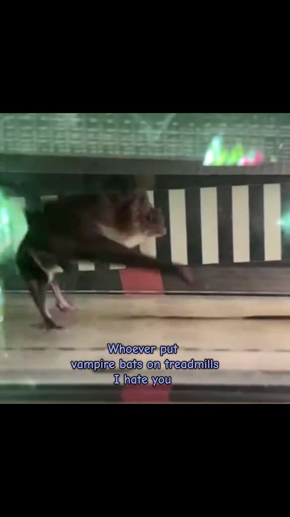 vampire baits on iraadmilis - ИЧпатевуой НИНИИ Ч ТА, beaee Мпосуег put =| WVampire|batsyonktreadmills) = упатс уом vampire bats on treadmills
