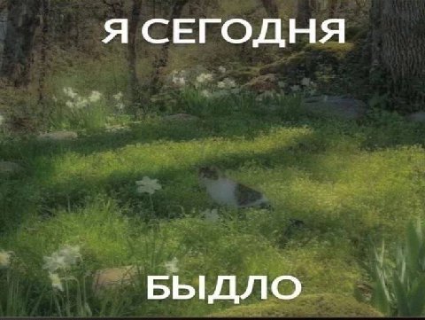 Я СЕГОДНЯ БЫДЛО