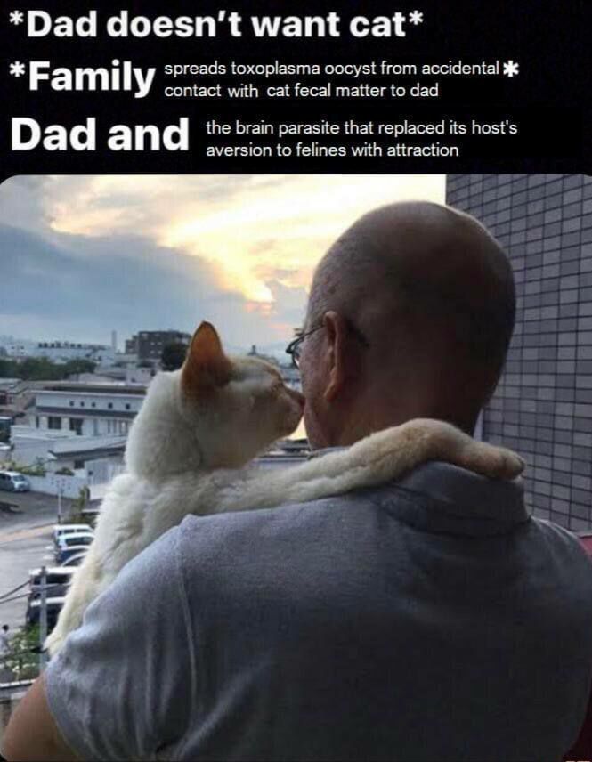 *Dad doesn’t want cat* spreads toxoplasma оосу$1 from accidental ж mily contact with cat fecal пацег to dad a the brain parasite that replaced its host's aversion to felines with attraction 4