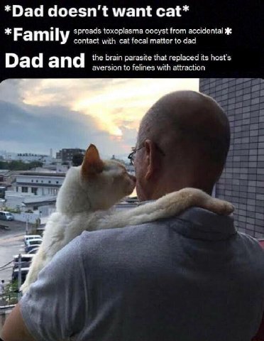 *Dad doesn’t want cat* spreads toxoplasma оосу$1 from accidental ж mily contact with cat fecal пацег to dad a the brain parasite that replaced its host's aversion to felines with attraction 4