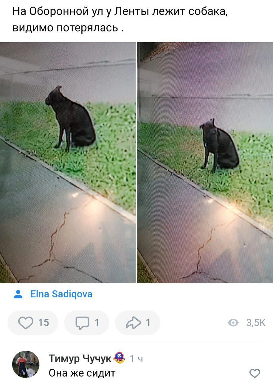 На Оборонной у Ленты лежит собака, видимо потерялась. i i a Elna Sadiqova 15 3,5К Тимур 1 Она же сидит