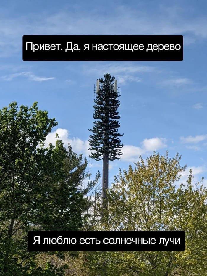Привет. Да, я настоящее дерево 7 Я люблю есть солнечные лучи