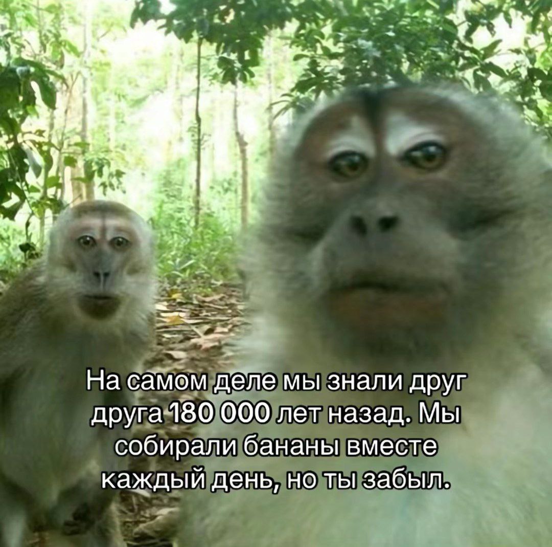 На самом дёле мы знали друг друга-180 000 лет назад. Мы собирали бананы вместе каждый день, но ты забыл.