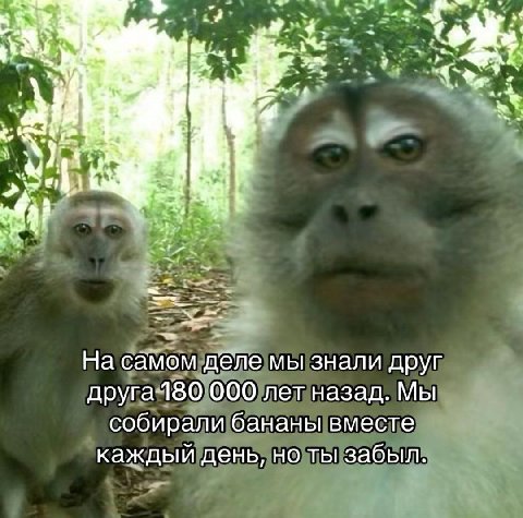 На самом дёле мы знали друг друга-180 000 лет назад. Мы собирали бананы вместе каждый день, но ты забыл.