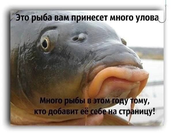 Это рыба вам принесет много улова_, a DMY, страницу!